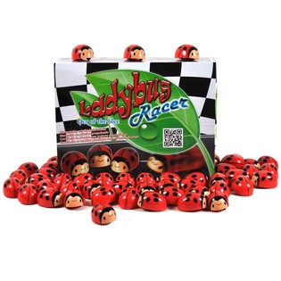 FRICTION LADYBUG IN DISPLAY (36st).